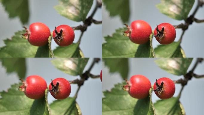 春季树枝上的小红野苹果 (Crataegus Azarolus)