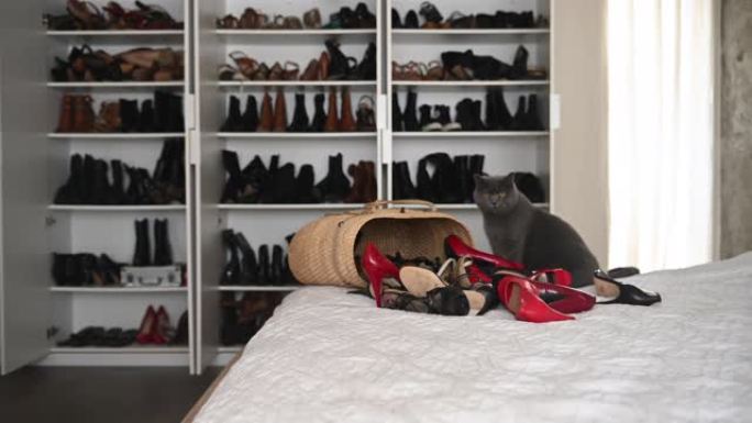 猫独自躺在床上，价值大衣柜里的许多鞋子