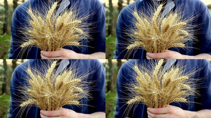 人的手检查小穗小麦的质量。一位农民手里拿着小麦小穗。成熟小麦的小穗在阳光的照耀下。