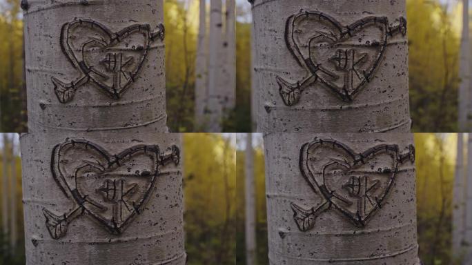 爱心箭头雕刻在白色的白杨树树皮和黄色的秋天颜色后面