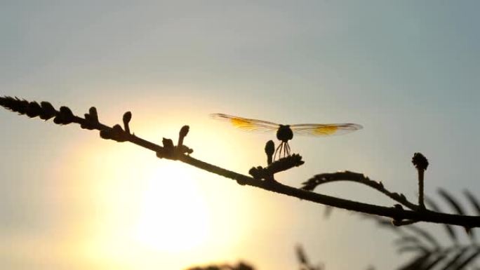 日落光线背景下花树上的蜻蜓，夏天美丽的大自然