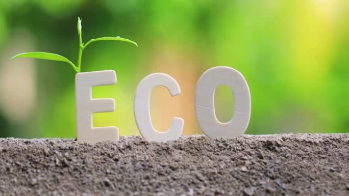 带有木制字母的 “Eco” 一词。