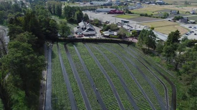 大奥芥末农场的无人机拍摄概述。长野安津野日本
