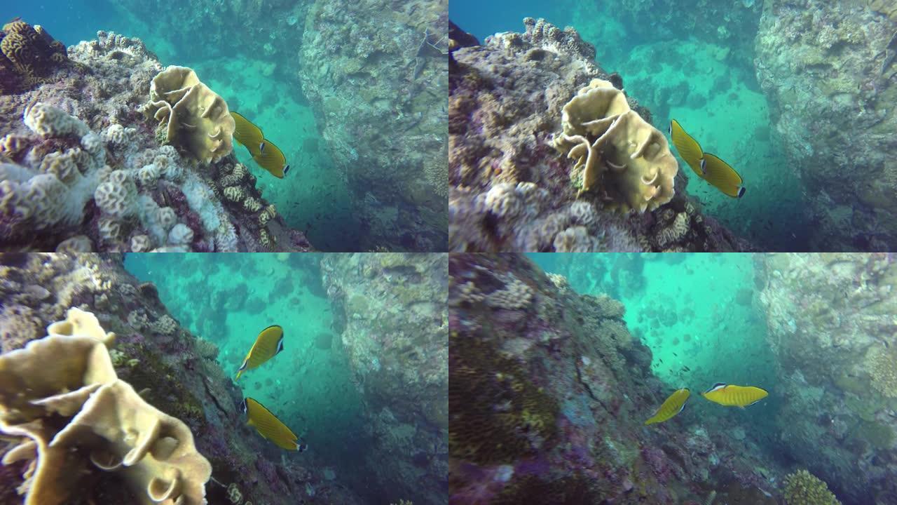 海洋水肺潜水，水下彩色热带珊瑚礁海景。海洋深处的海洋鱼类。软硬珊瑚水生生态系统天堂背景。水上极限运动