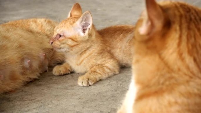 猫猫咪橘猫趴着