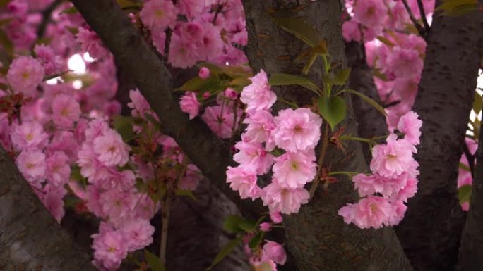 樱花粉色粉花花朵花瓣