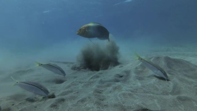 蓝斑黄貂鱼 (Taeniura lymma) 的特写镜头大力挖掘沙子以寻找食物，其他鱼类在蓝色的水背