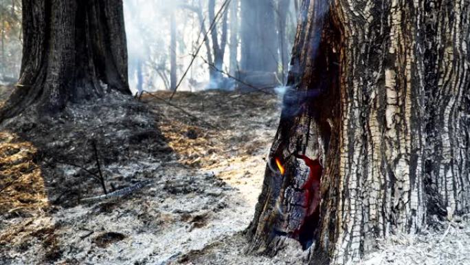 雨后森林火灾灾害是人为造成的燃烧