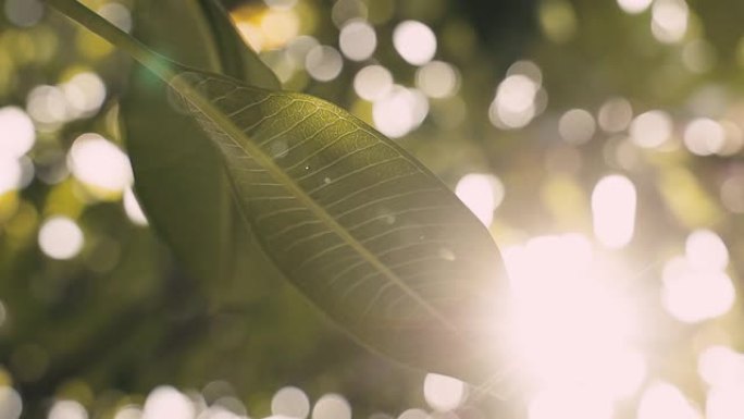 夏日。阳光穿过一片绿叶。光束耀斑。手持