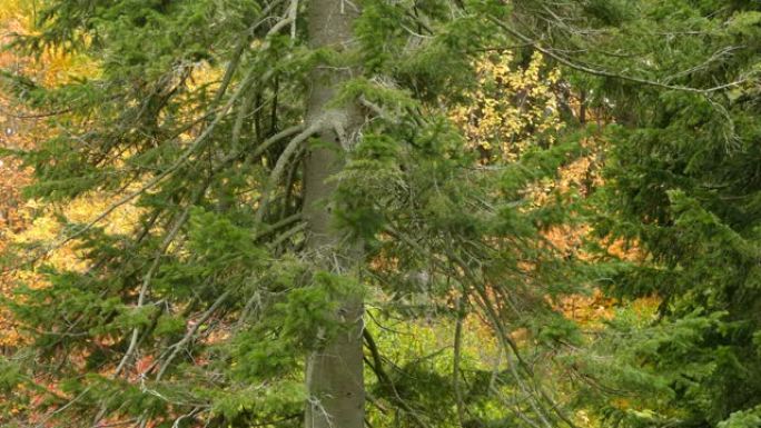 在色彩缤纷的秋天环境中，超快的小金鸟在松树中跳跃