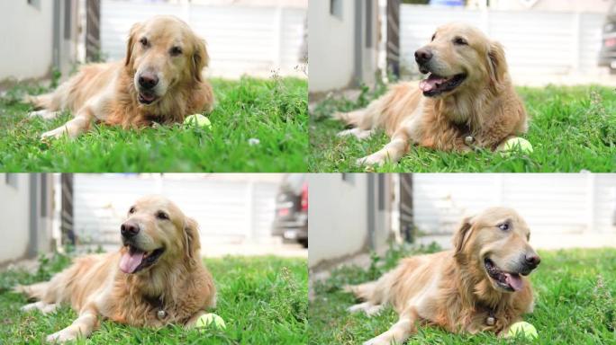 金毛猎犬在草地上打网球。