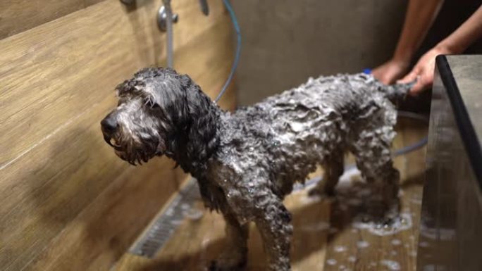 可爱的灰色狮子狗在美容沙龙享受清爽的沐浴