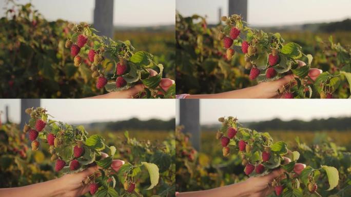 在园艺中修复覆盆子的品种