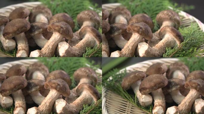 蘑菇/蘑菇