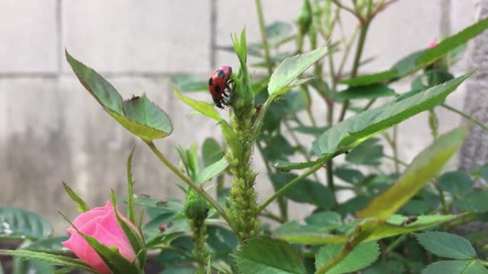 瓢虫正在玫瑰花上吃蚜虫
