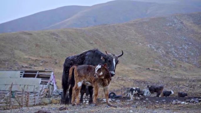 妈妈和小牛。一头母牛舔它的孩子。