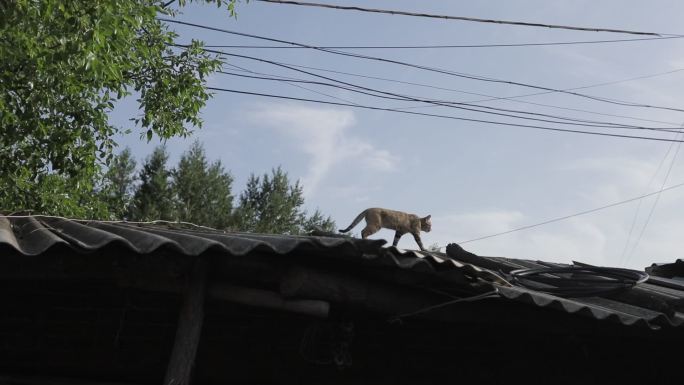 行走在房檐上的猫