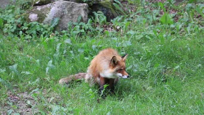 野生红狐狸坐着