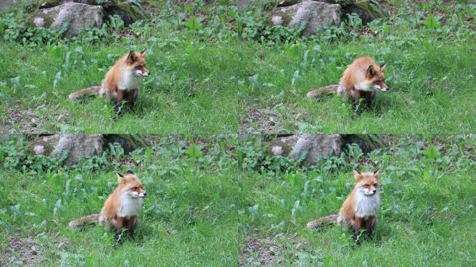 野生红狐狸坐着