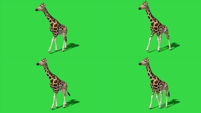 4k动画长颈鹿在绿色屏幕上行走