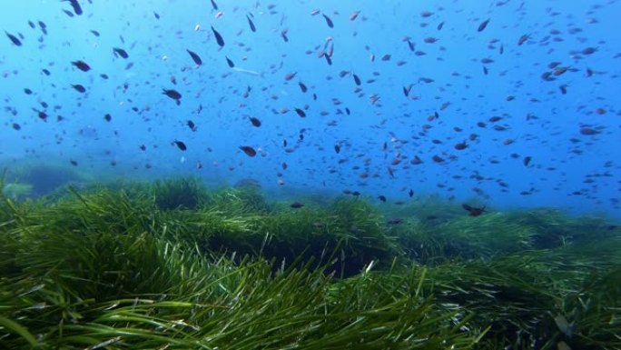 绿色posidonia海藻海床上的小达美尔鱼