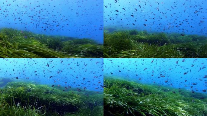 绿色posidonia海藻海床上的小达美尔鱼
