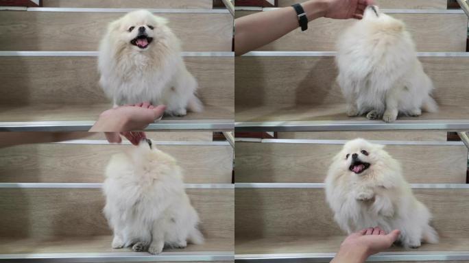 宠物主人一边微笑着向主人伸出手，一边试着玩耍、拍拍和触摸可爱的白色博美犬的头。击掌。
