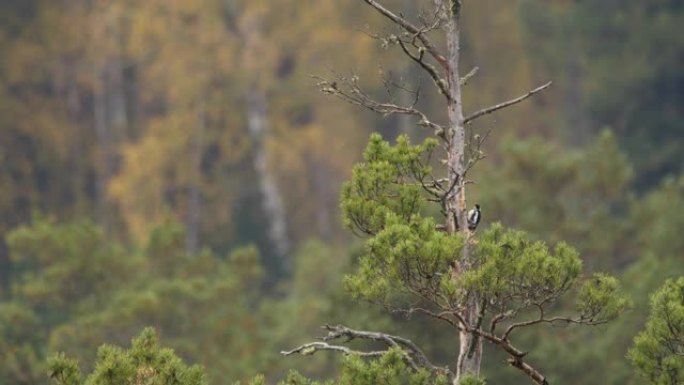 大斑啄木鸟 (Dendrocopos major) -阿尔泰自然保护区