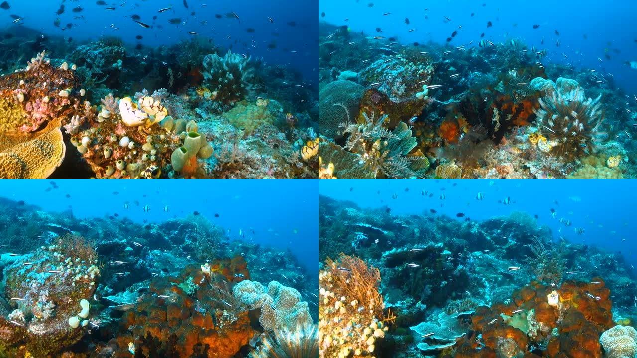 五颜六色的水下礁景、热带鱼和珊瑚礁