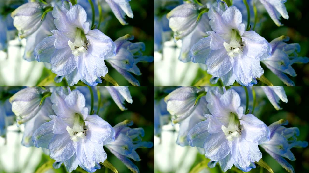 小蓝花在花店的特写镜头。4K