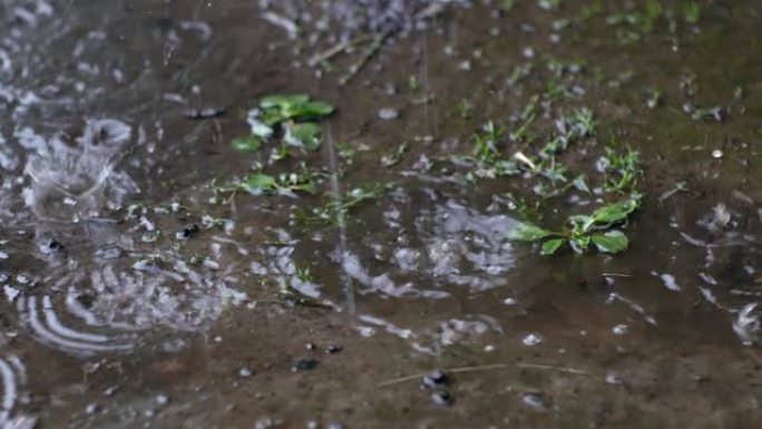 在一个多雨的夏日傍晚，雨水流淌并滴入泥泞的水坑中。