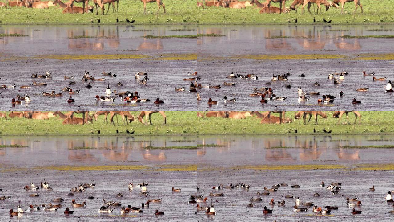 在水中觅食的红冠pochards和较小的吹口哨鸭