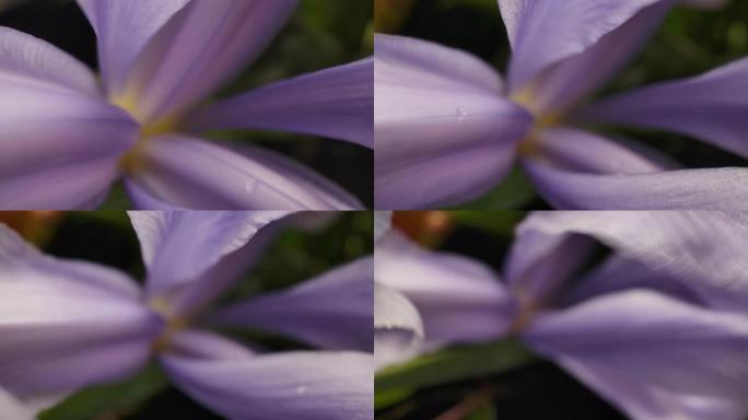 多莉微距拍摄美丽盛开的花朵特写。