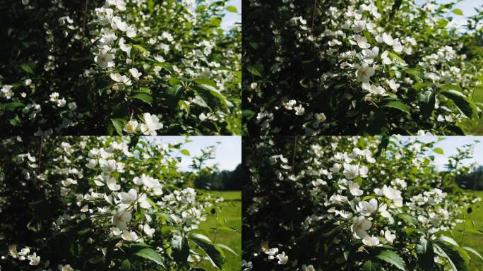 公园里美丽的小白灌木花的4k镜头。
