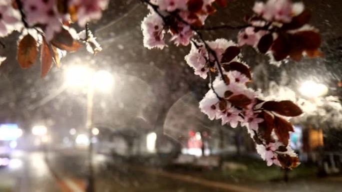 夜晚空旷的城市广场上有开花树木的春雪