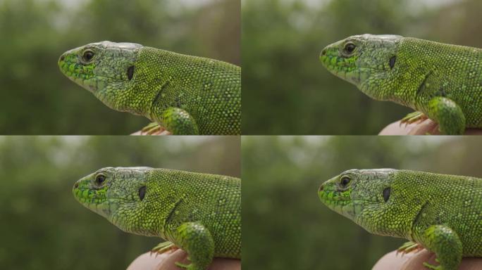 蜥蜴，绿头agama蜥蜴的肖像。卢旺达非洲。稳定的镜头。特写。