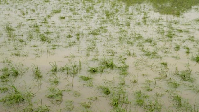 暴风雨过后的稻田暴风雨过后的稻田洪水洪涝