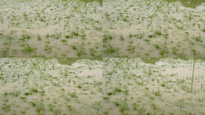 暴风雨过后的稻田暴风雨过后的稻田洪水洪涝