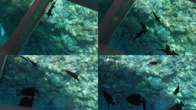 不同的鱼在珊瑚礁之间游泳-通过船底部的窗户俯视 (15)