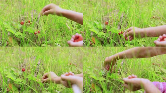 在森林里采摘浆果的小女孩