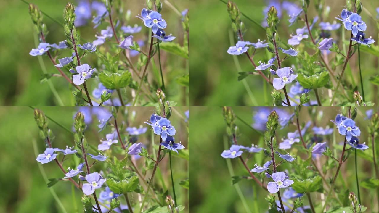 风中的维罗妮卡·查玛德里斯的蓝色花朵，花卉背景