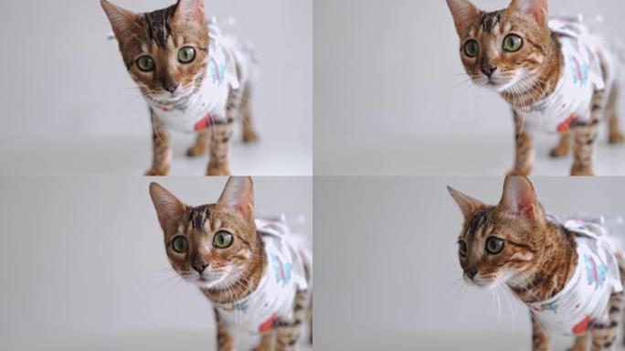 消毒后，在兽医诊所的梳妆台上用医用绷带包扎的孟加拉猫