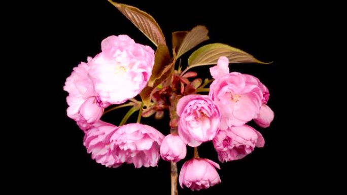 美丽开场的时光流逝粉色樱花花束