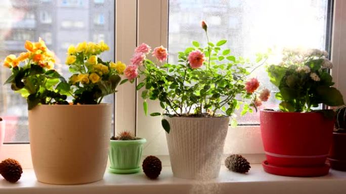 照顾家庭鲜花。浇水，大量喷洒。阳光充足的窗台上的室内花朵