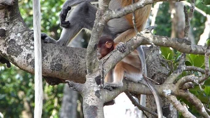小长鼻猴 (Nasalis larvatus) 在马来西亚婆罗洲沙巴州拉布克湾的一棵树上玩耍。长鼻猴