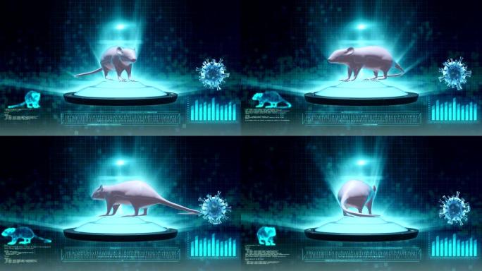 实验室大鼠科技平台三维老鼠旋转