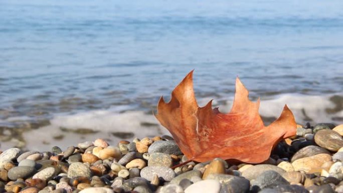 鹅卵石滩上湿漉漉的秋叶，海浪浸湿了树叶。