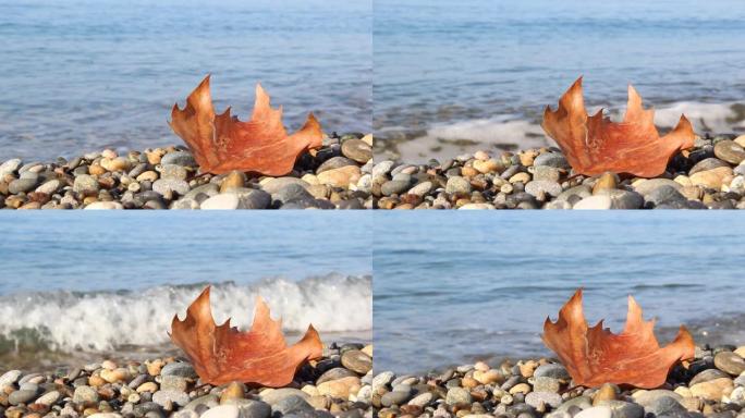 鹅卵石滩上湿漉漉的秋叶，海浪浸湿了树叶。
