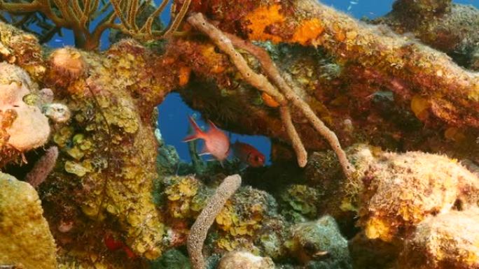 作为加勒比海/库拉索岛珊瑚礁的一部分的黑条士兵鱼的特写