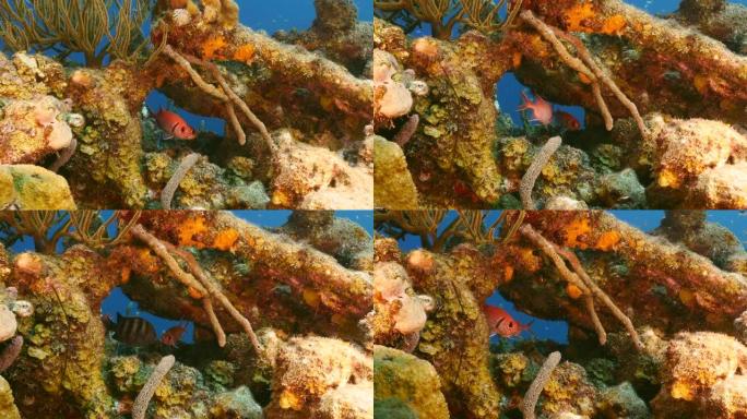 作为加勒比海/库拉索岛珊瑚礁的一部分的黑条士兵鱼的特写